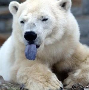 Meet your Posher, Scott